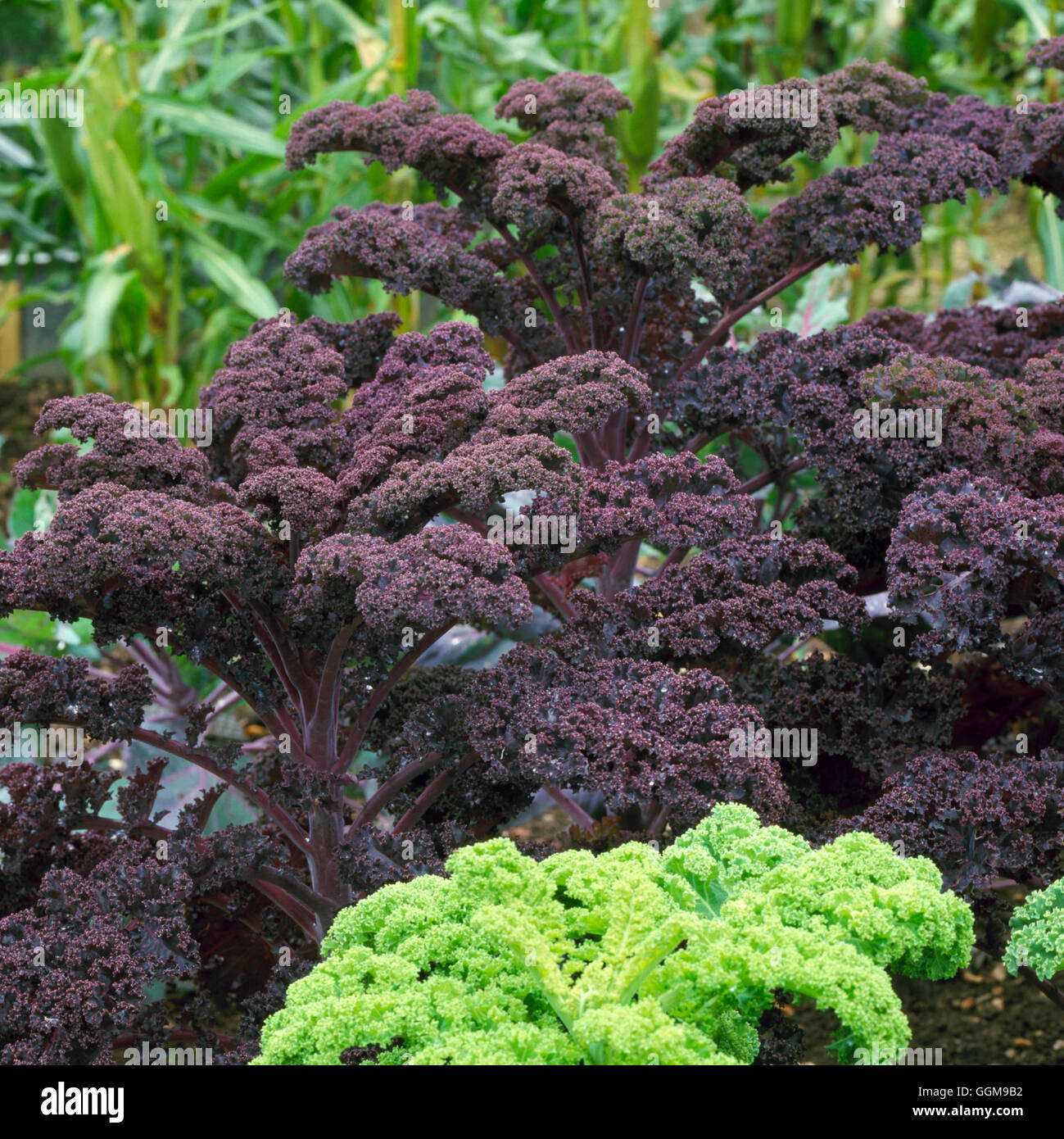 Kale - F1 'Redbor' (HDRA - organico) VEG096028 Foto Stock