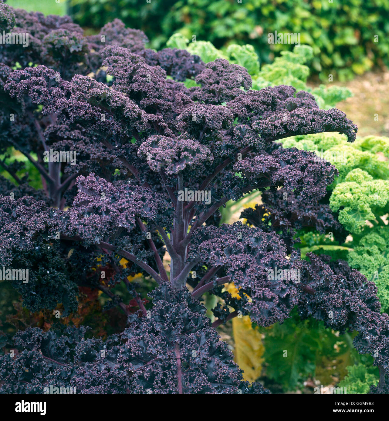 Kale - F1 'Redbor' (HDRA - organico) VEG096029 Foto Stock