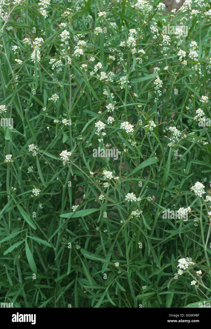 Il crescione - Greco - (Lepidium sativum cv) (HDRA - organico) VEG098937 Foto Stock
