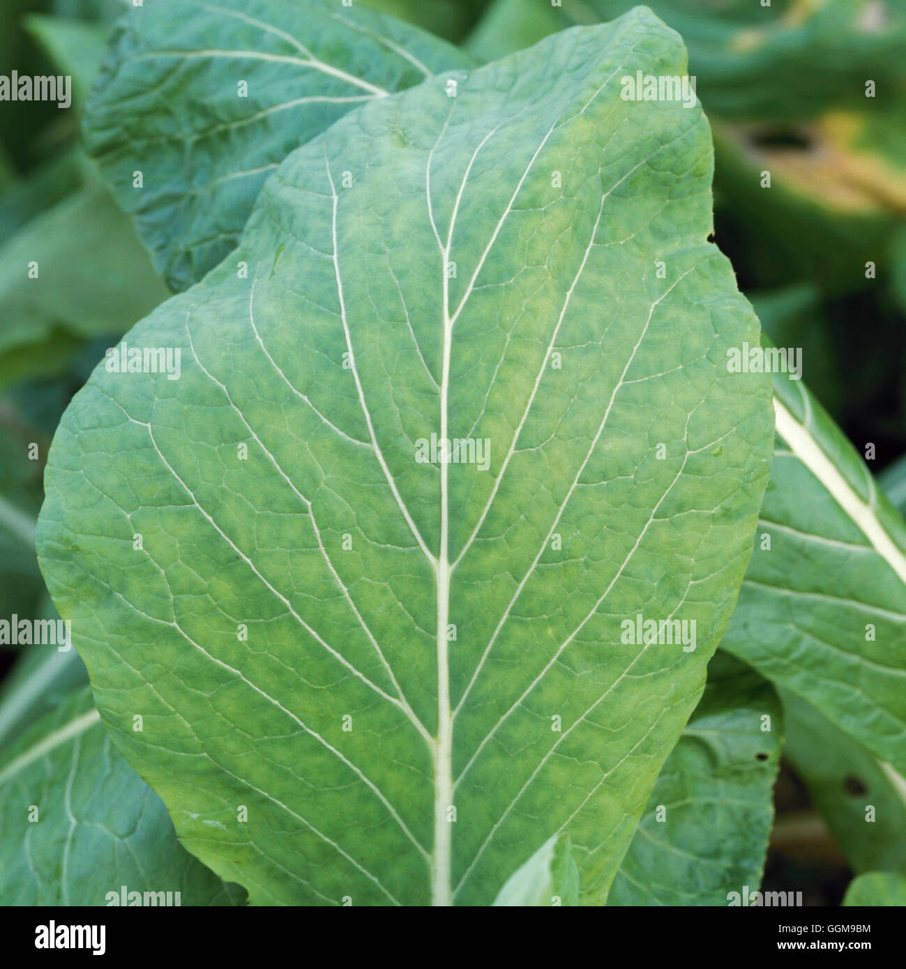 Verdure orientali - Komatsuna/spinaci senape (HDRA - organico)- - (Brassica rapa var. pervidis) VEG101033 Compuls Foto Stock