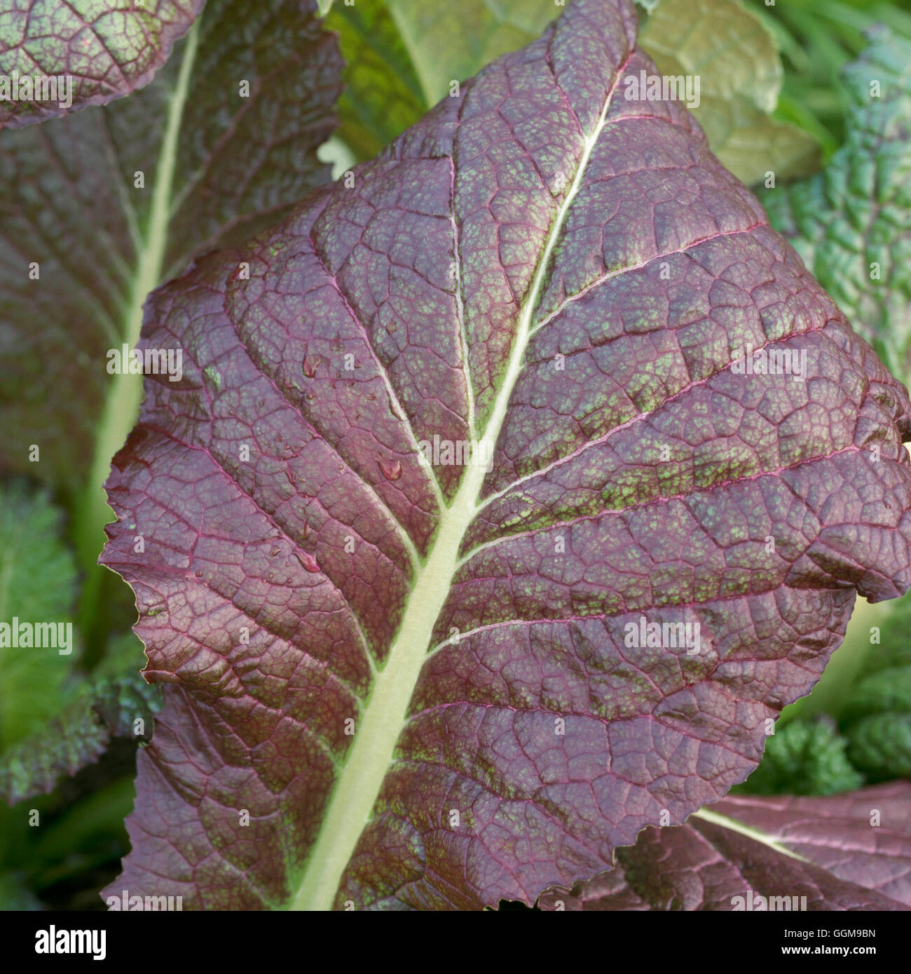 Verdure orientali - Senape verdi "Red Giant' - (HDRA - organico) VEG101038 Horticult foto Foto Stock