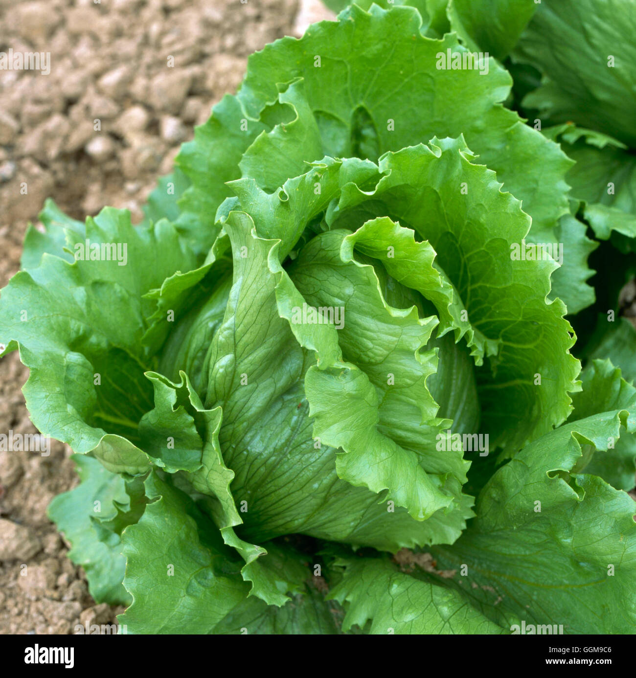 Lattuga - 'Triumph' VEG104341 Foto Stock