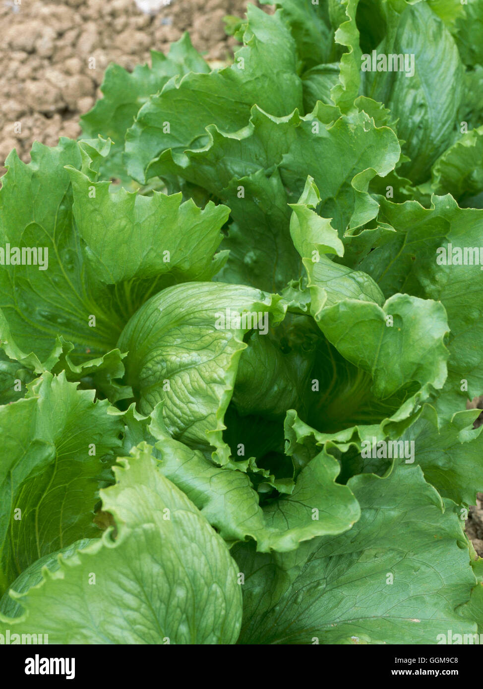 Lattuga - 'Saladin' VEG104348 Foto Stock