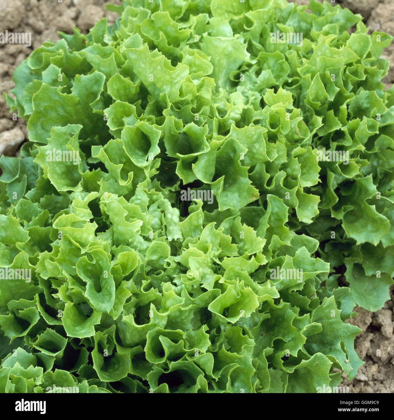 Lattuga - 'Fristina' VEG104349 Foto Stock