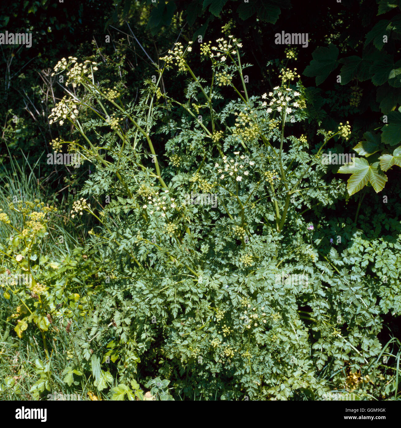 Dropwort - la cicuta acqua - (Oenanthe crocata) WFL030077 Foto Stock