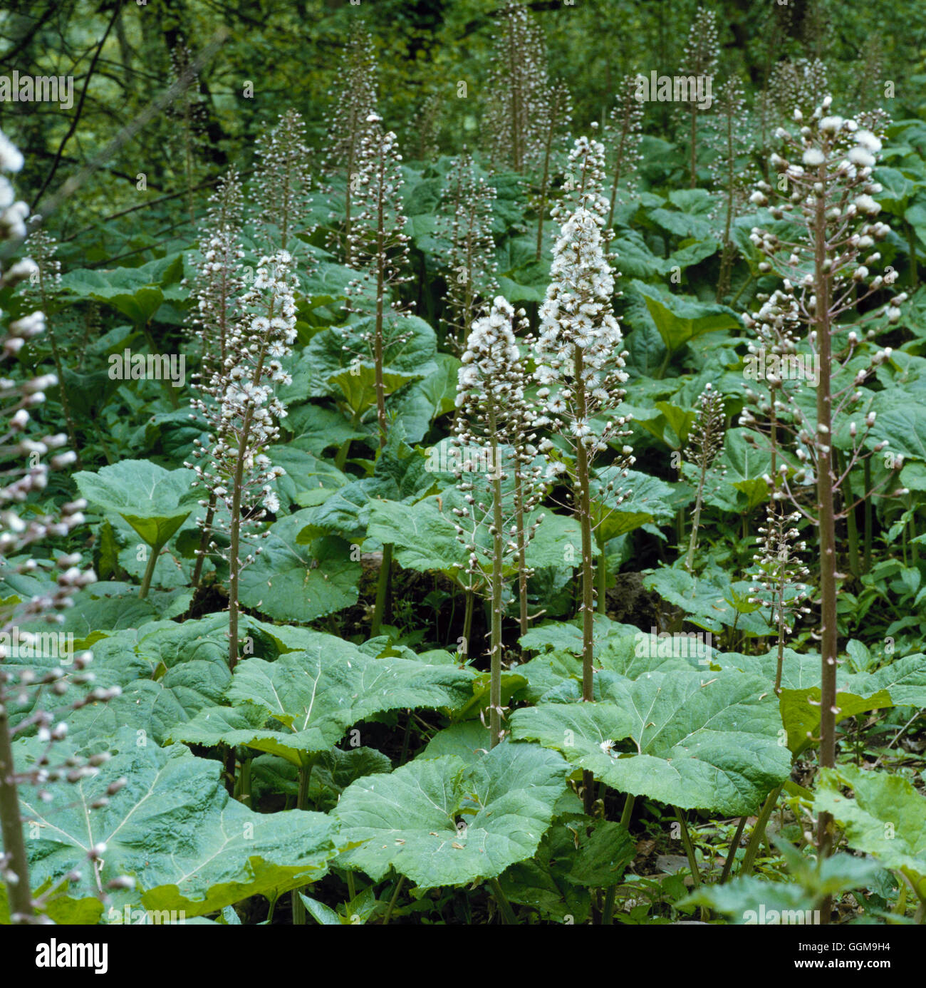 Butterbur - Bianco - con teste di seme (Petasites albus) WFL043614 Foto Stock