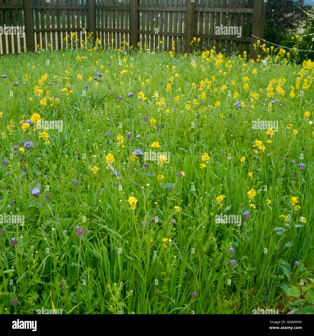 Wild Flower Garden - un prato di concime verde (HDRA - organico)' WFL053724 Foto Hortic' Foto Stock