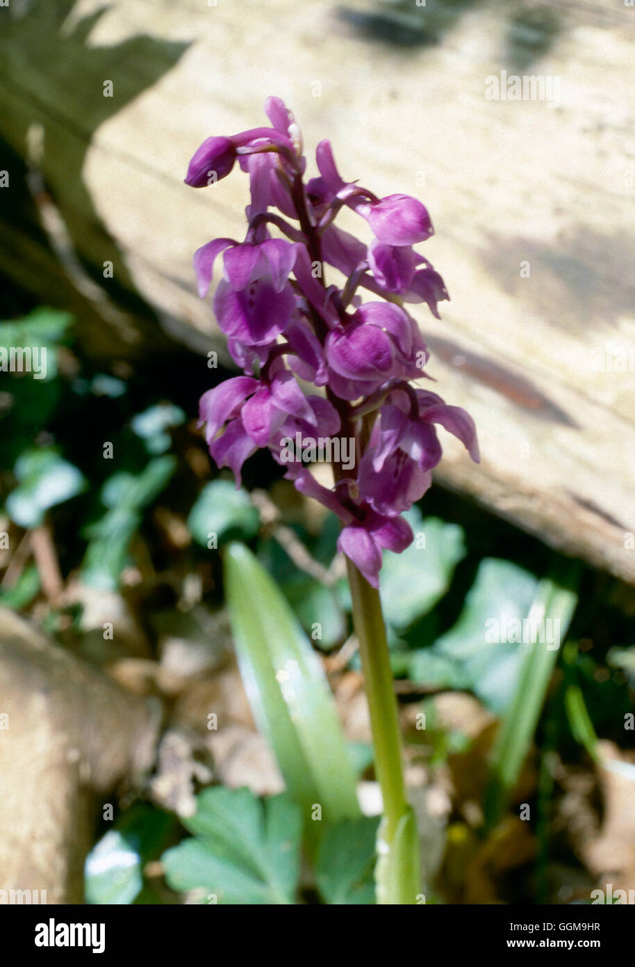 Orchid - Inizio Porpora - (Orchis mascula) WFL056890 Foto Stock