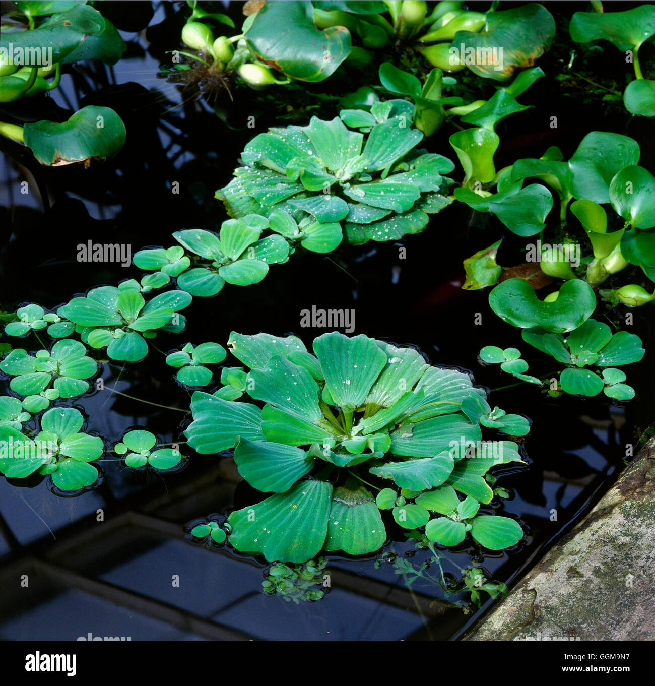 Pistia stratiotes - Lattuga acqua WPL013814 Foto Stock