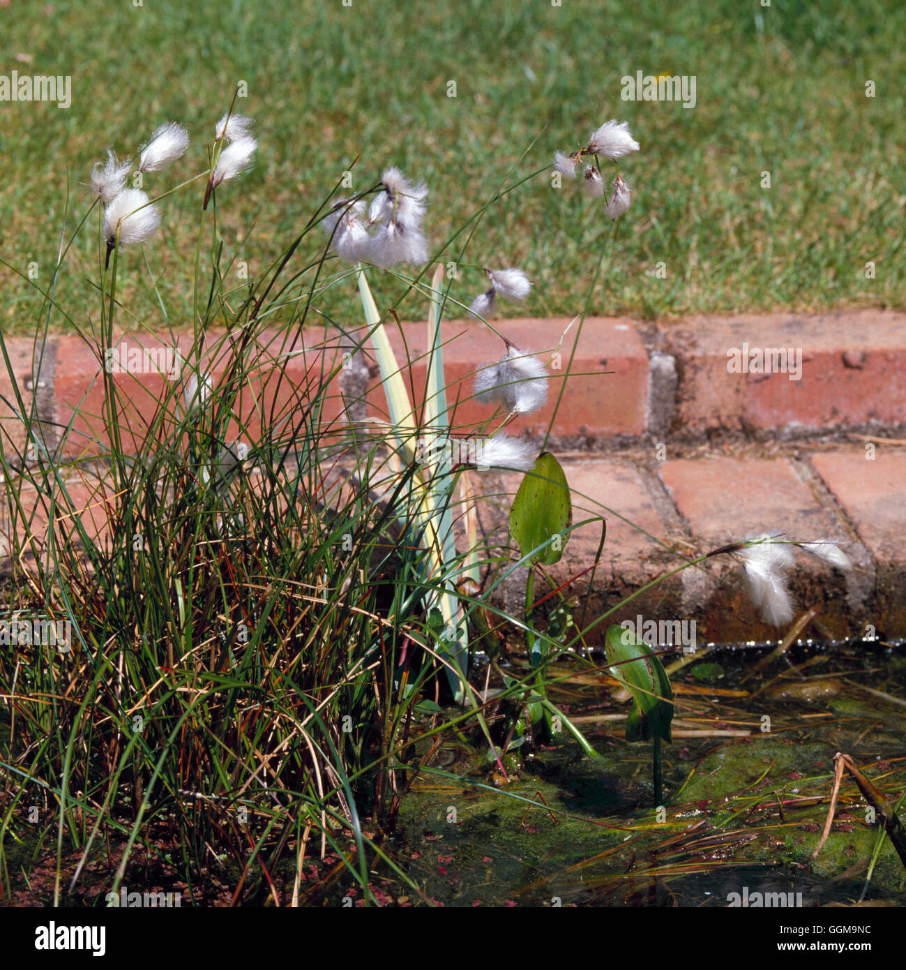 Eriophorum angustifolium - Comune di Erba di cotone WPL021090 Foto Stock