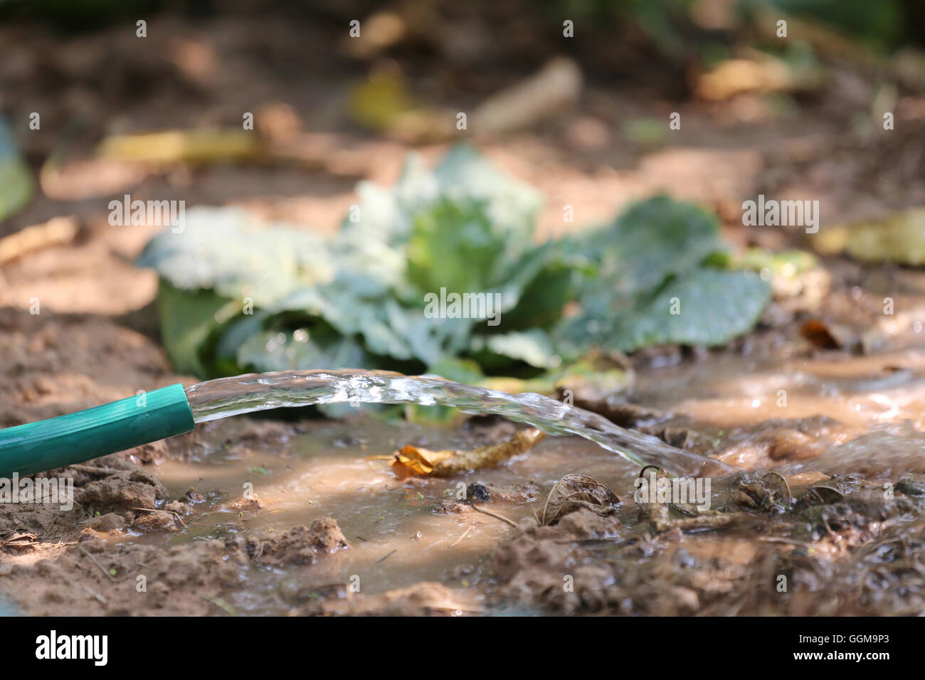 Flusso di acqua da un tubo di gomma e giardinieri sono alberi di irrigazione nel frutteto. Foto Stock