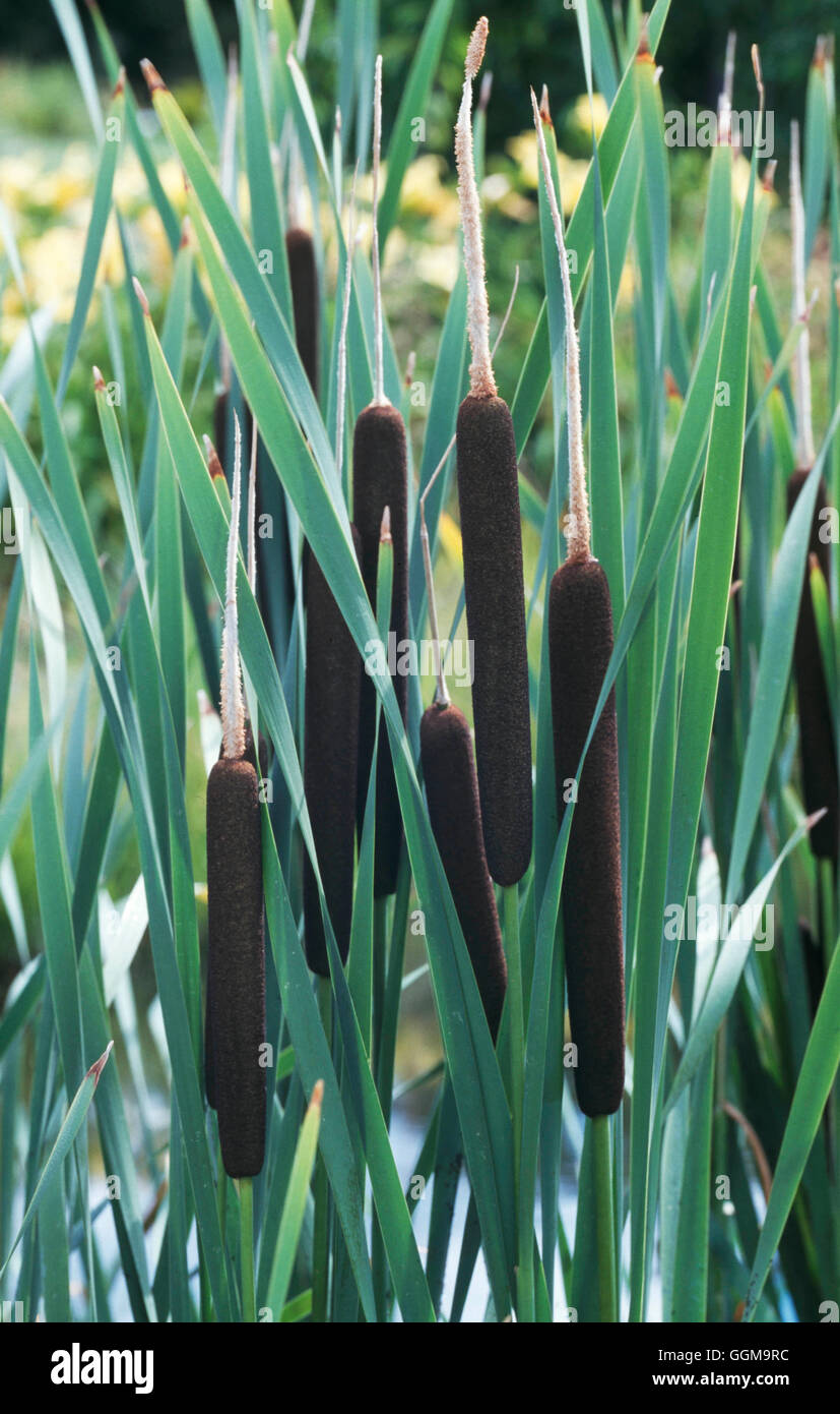 Typha latifolia - Giunco ''Cat's Tail'' ''Grande Reedmace' WPL090953 Foto Horticultur' Foto Stock