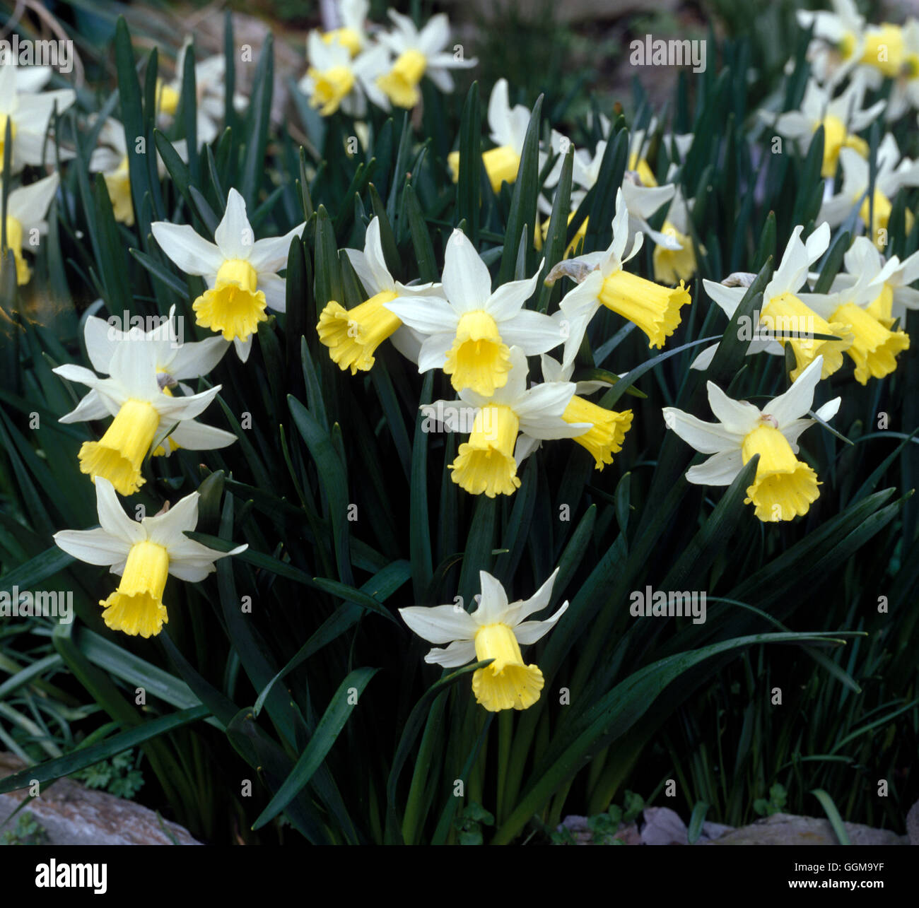 Narcissus 'Scilly Bianco" Data: 22/10/2008 Ref: UMW 122666 0005 Foto Stock