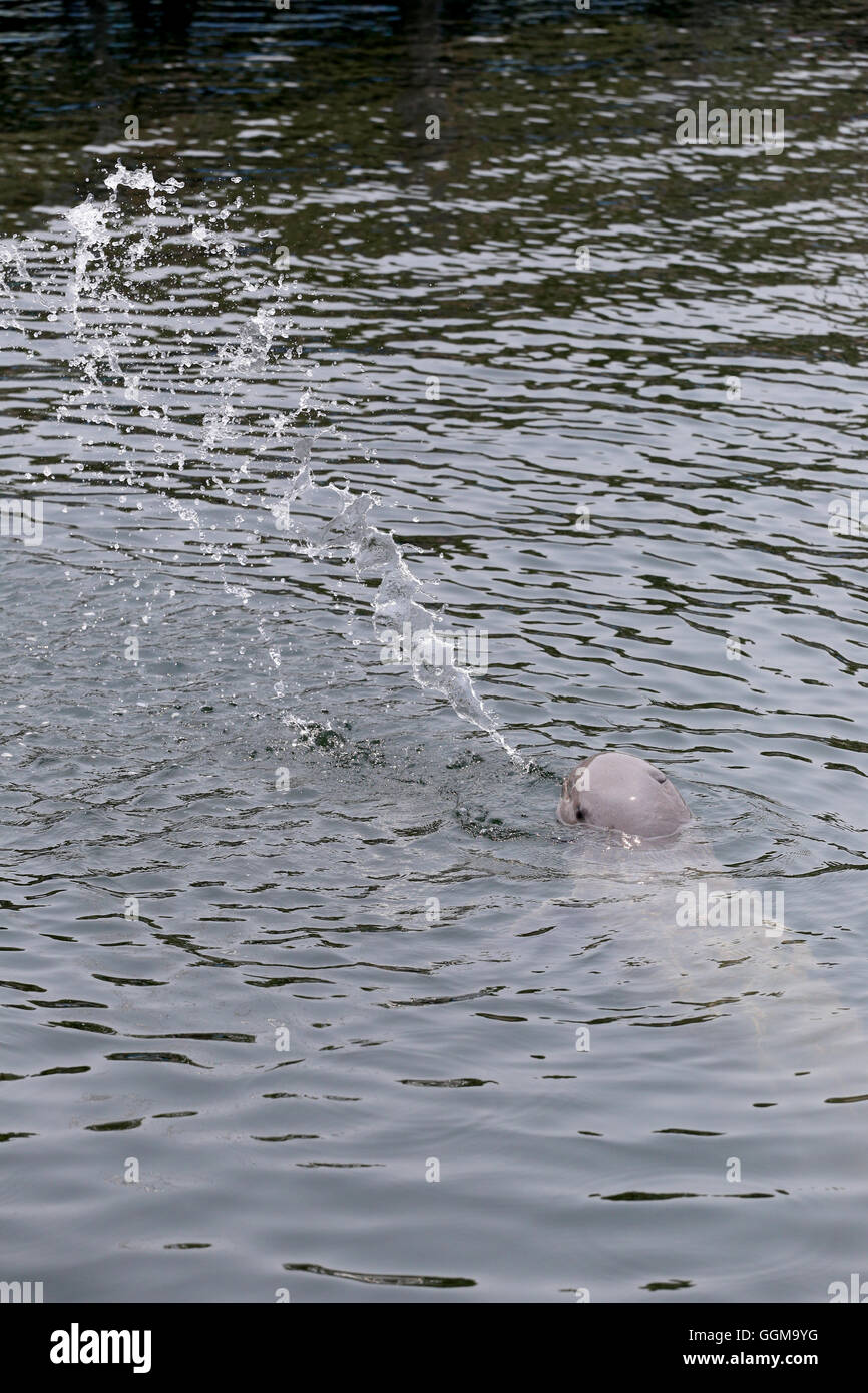 I Delfini è la spruzzatura di acqua in mare per la progettazione di sfondo animale. Foto Stock