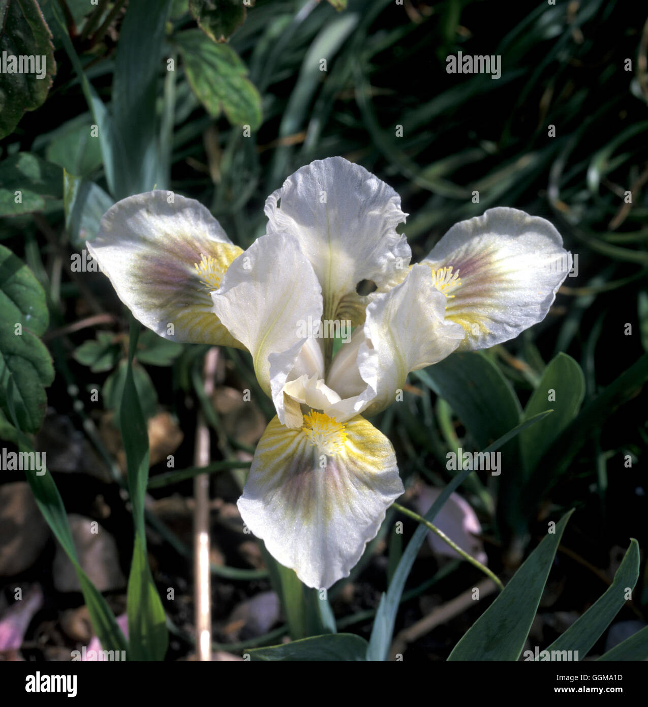 Iris 'Green Spot' (Intermedio barbuto) Foto Stock