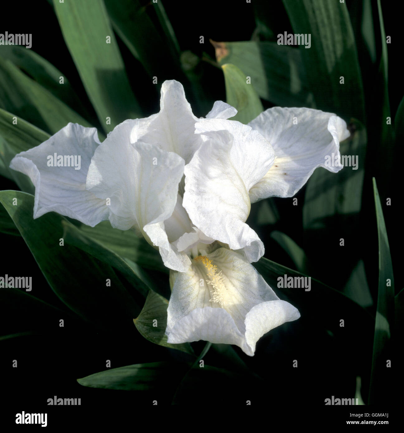 Iris 'Lilli-bianco" (Standard Dwarf barbuto) Foto Stock