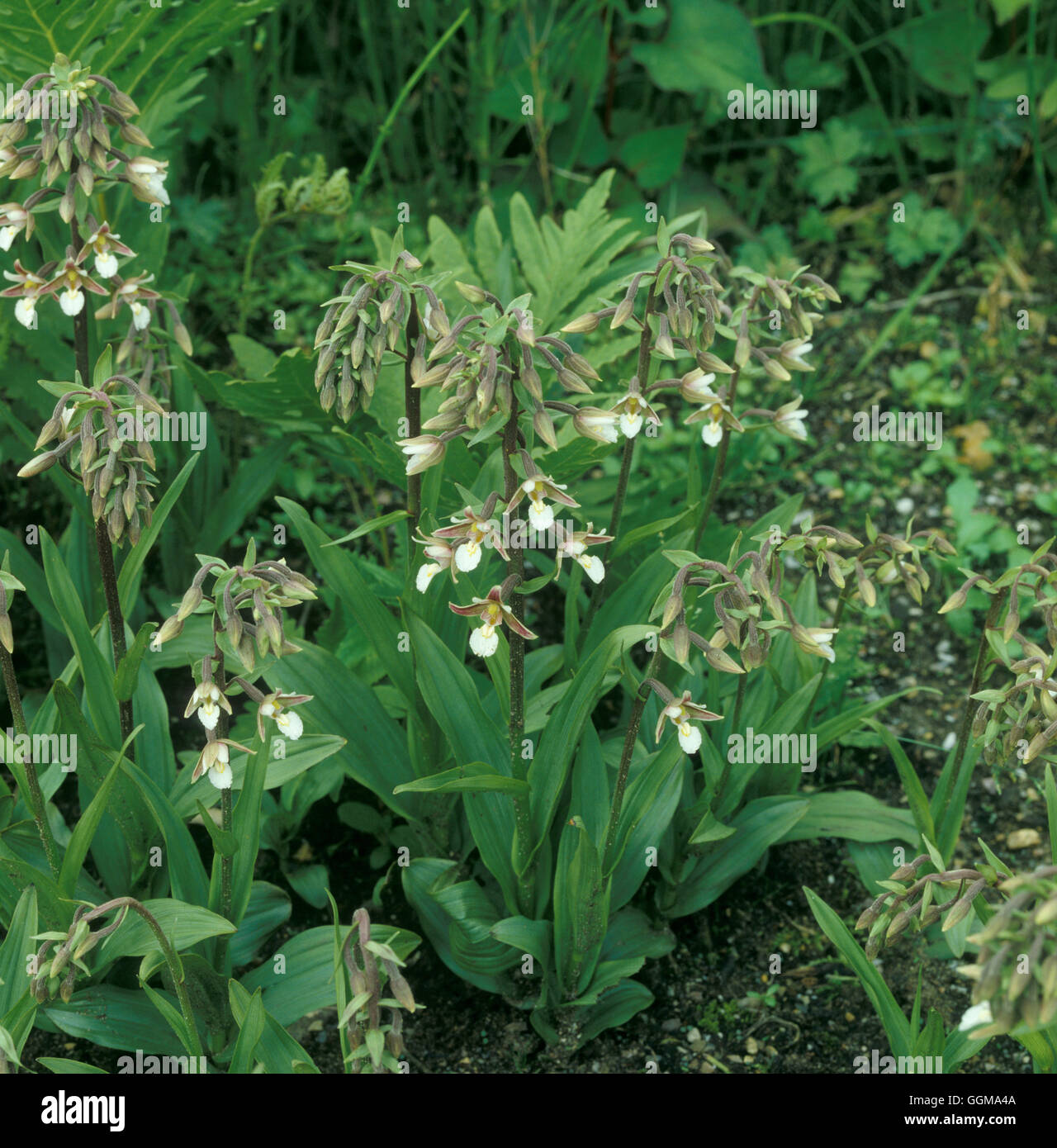 Palustris bergonii Foto Stock