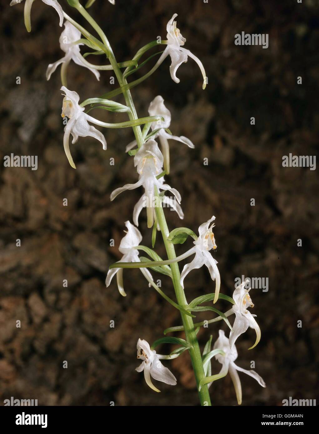 Platanthera chlorantha - Maggiore Butterfly Orchid Foto Stock