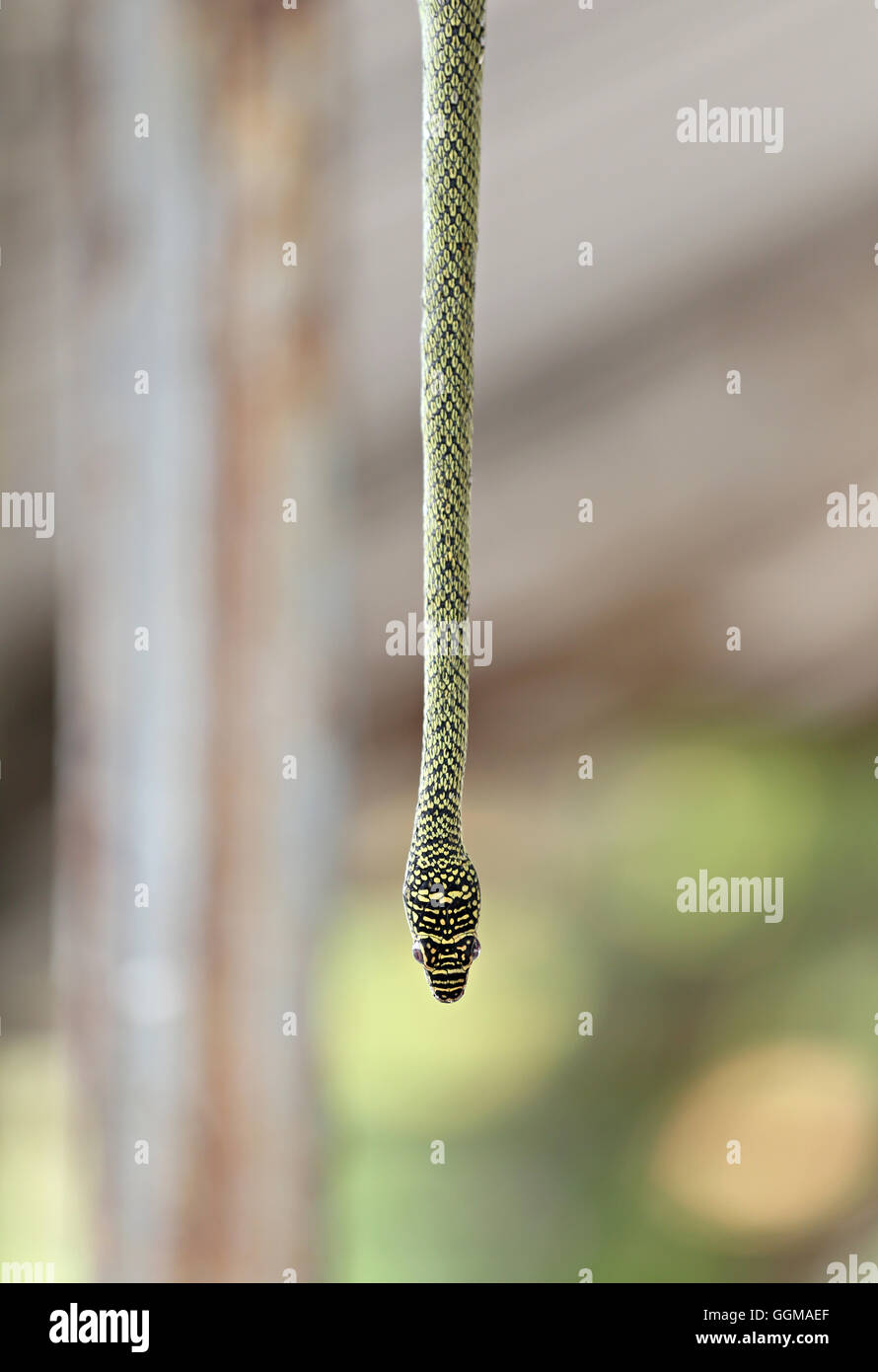 Testa della Oriental frusta snake pendente da albero nel giardino. Foto Stock