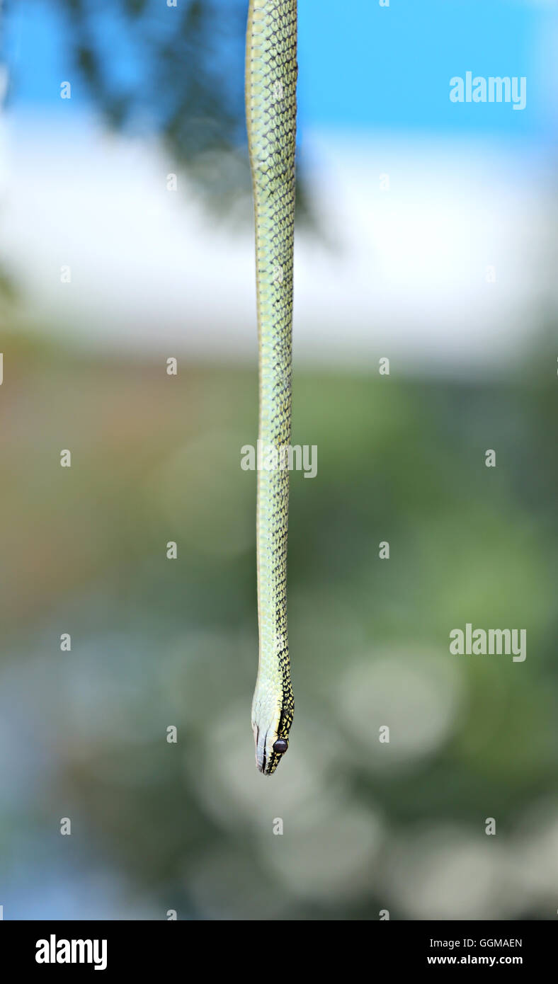 Testa della Oriental frusta snake pendente da albero nel giardino. Foto Stock