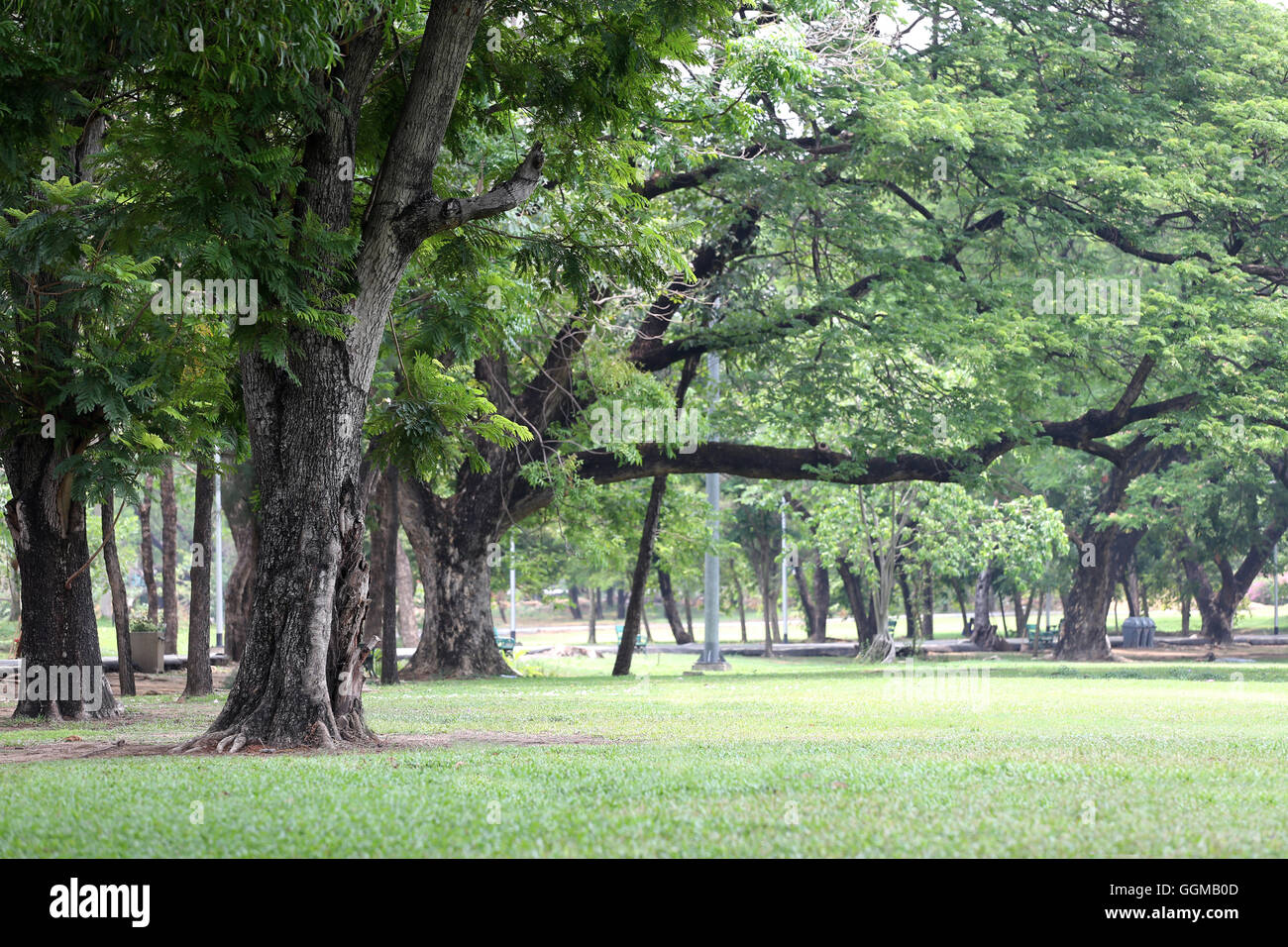 Parco pubblico con erba verde di campo e la prospettiva di uno spazio di copia per multi-scopo e natura progettuale dello sfondo. Foto Stock