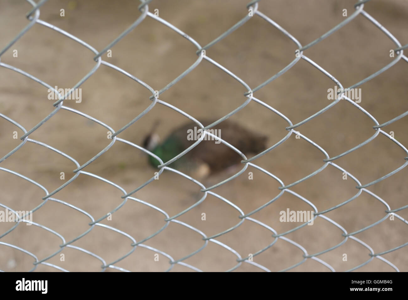 Peacock di conservare gli uccelli sono intrappolate all'interno di una gabbia nozione di cattura di animali selvatici. Foto Stock