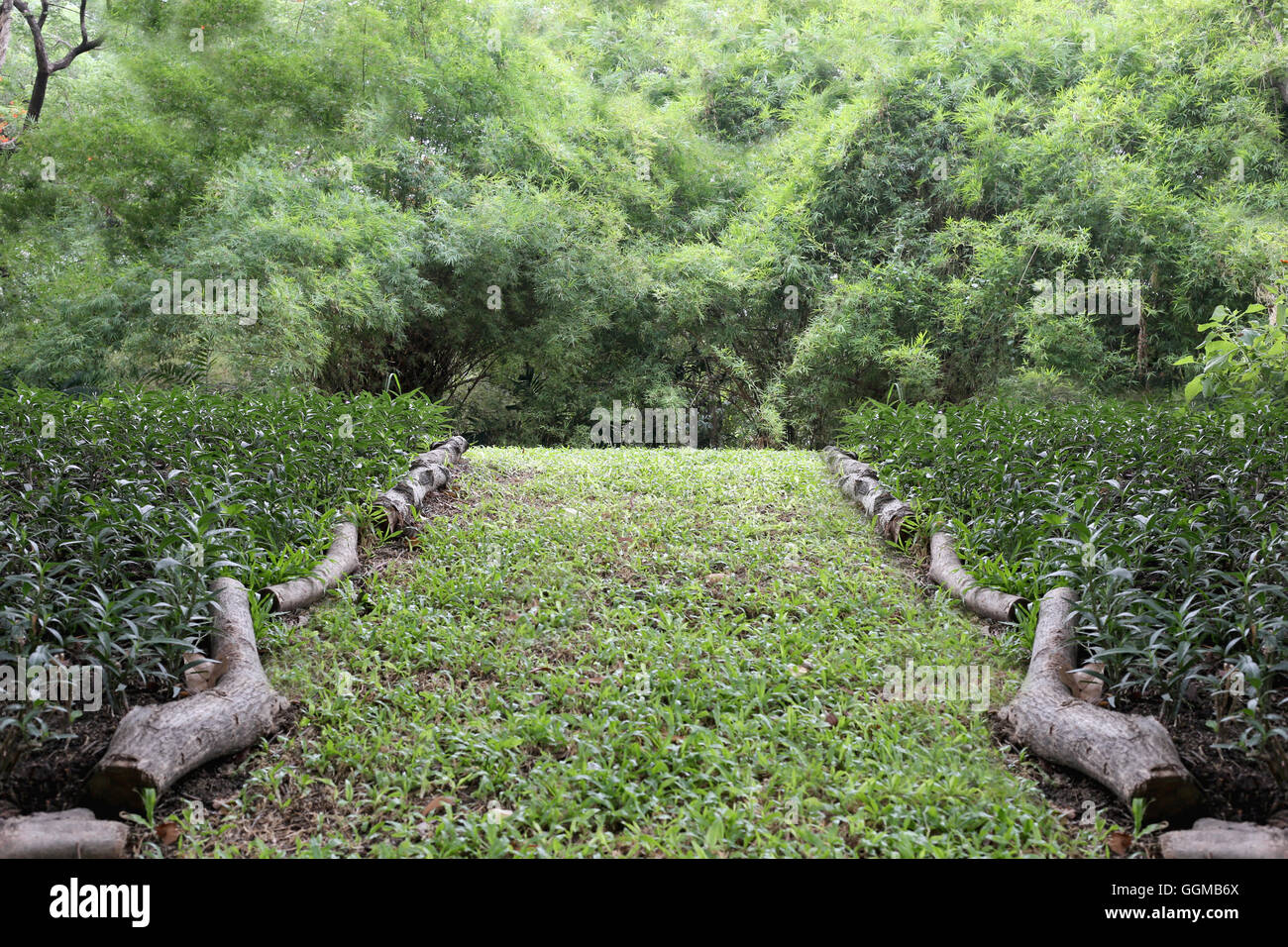 Parco pubblico con erba verde di campo e la prospettiva di uno spazio di copia per multi-scopo e natura progettuale dello sfondo. Foto Stock