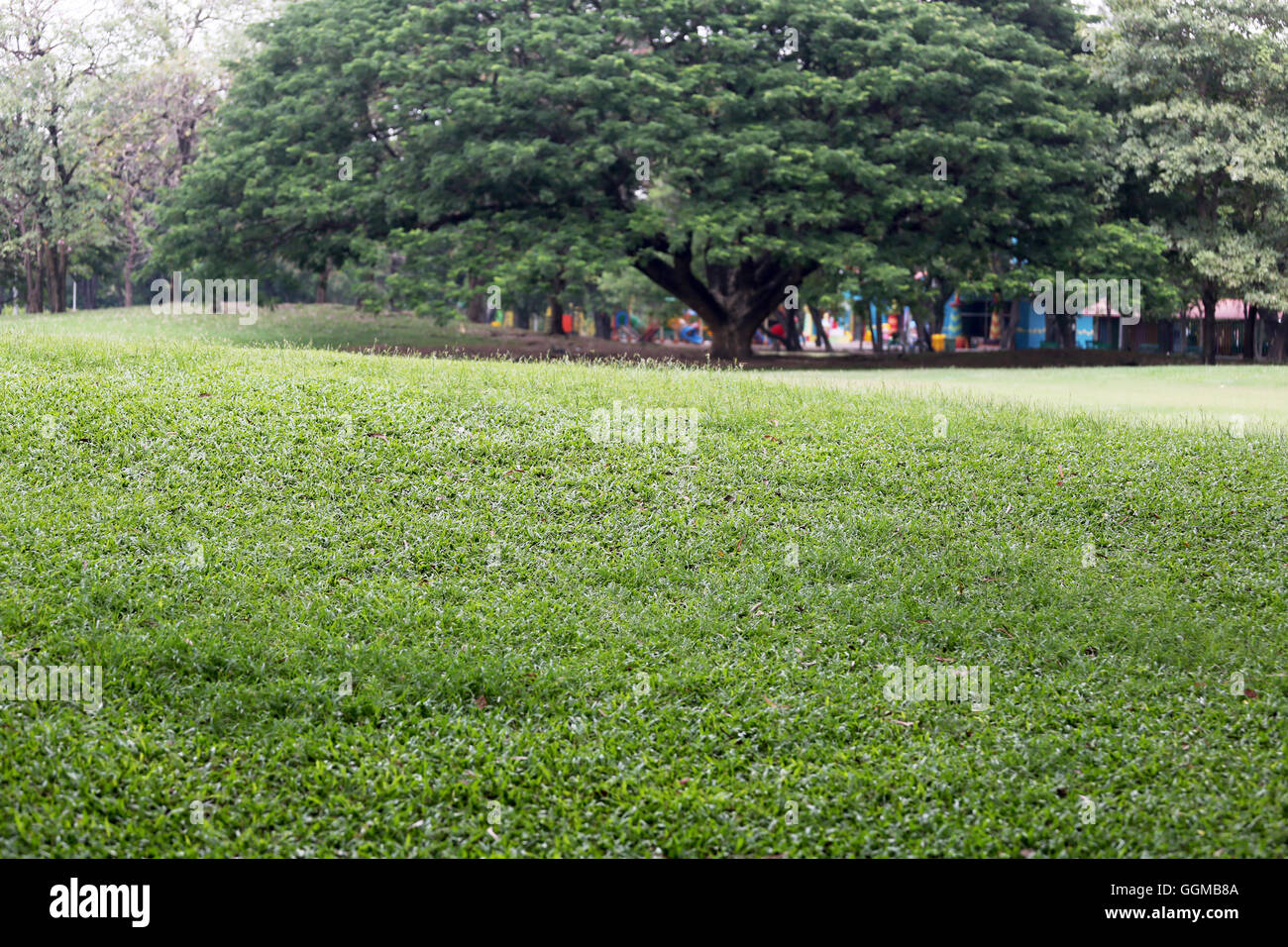 Parco pubblico con erba verde di campo e la prospettiva di uno spazio di copia per multi-scopo e natura progettuale dello sfondo. Foto Stock