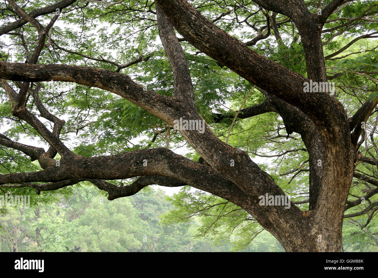 Il ramo del grande albero di tropici nel parco pubblico di natura progettuale dello sfondo. Foto Stock