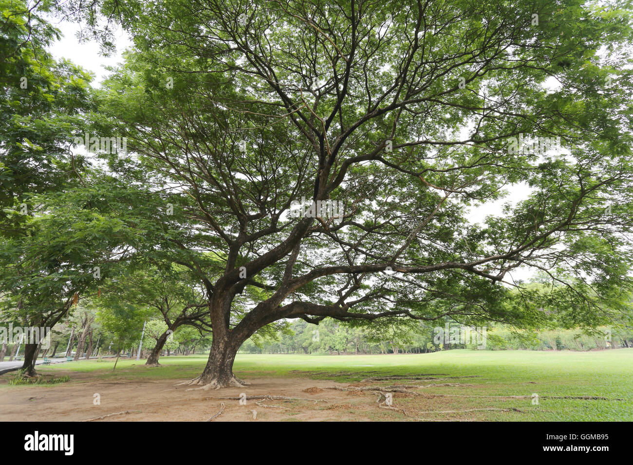 Parco pubblico con erba verde di campo e la prospettiva di uno spazio di copia per multi-scopo e natura progettuale dello sfondo. Foto Stock