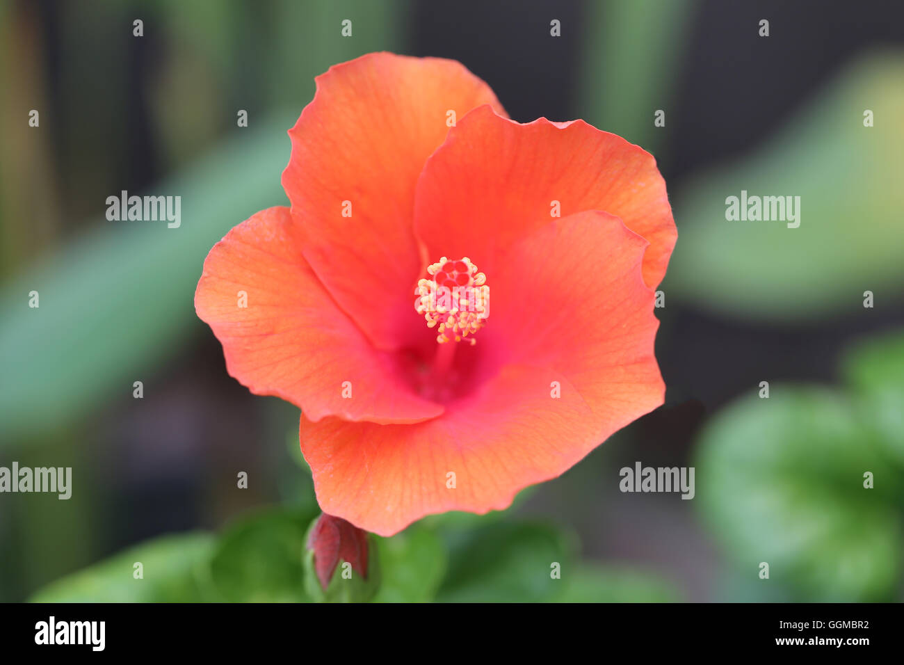 Rosso fiori tropicali sono in fiore nel giardino per la natura dello sfondo. Foto Stock