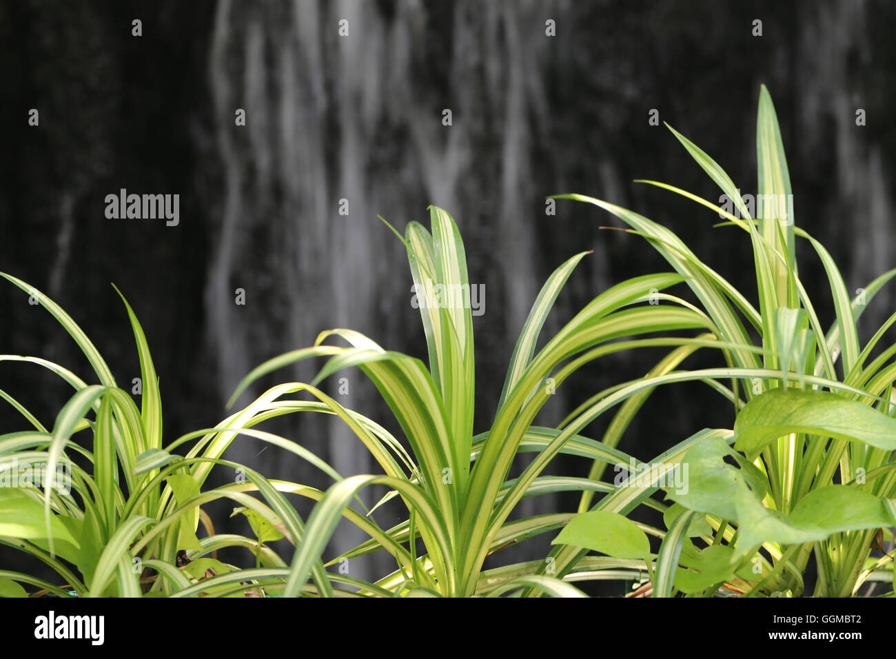 Chlorophytum comosum L, foglia verde nei tropici giardino di piante ornamentali e hanno una cascata sullo sfondo. Foto Stock