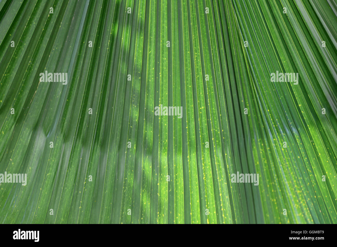 Foglie verdi con il sole al mattino, il concetto di design per lo sfondo naturale. Foto Stock