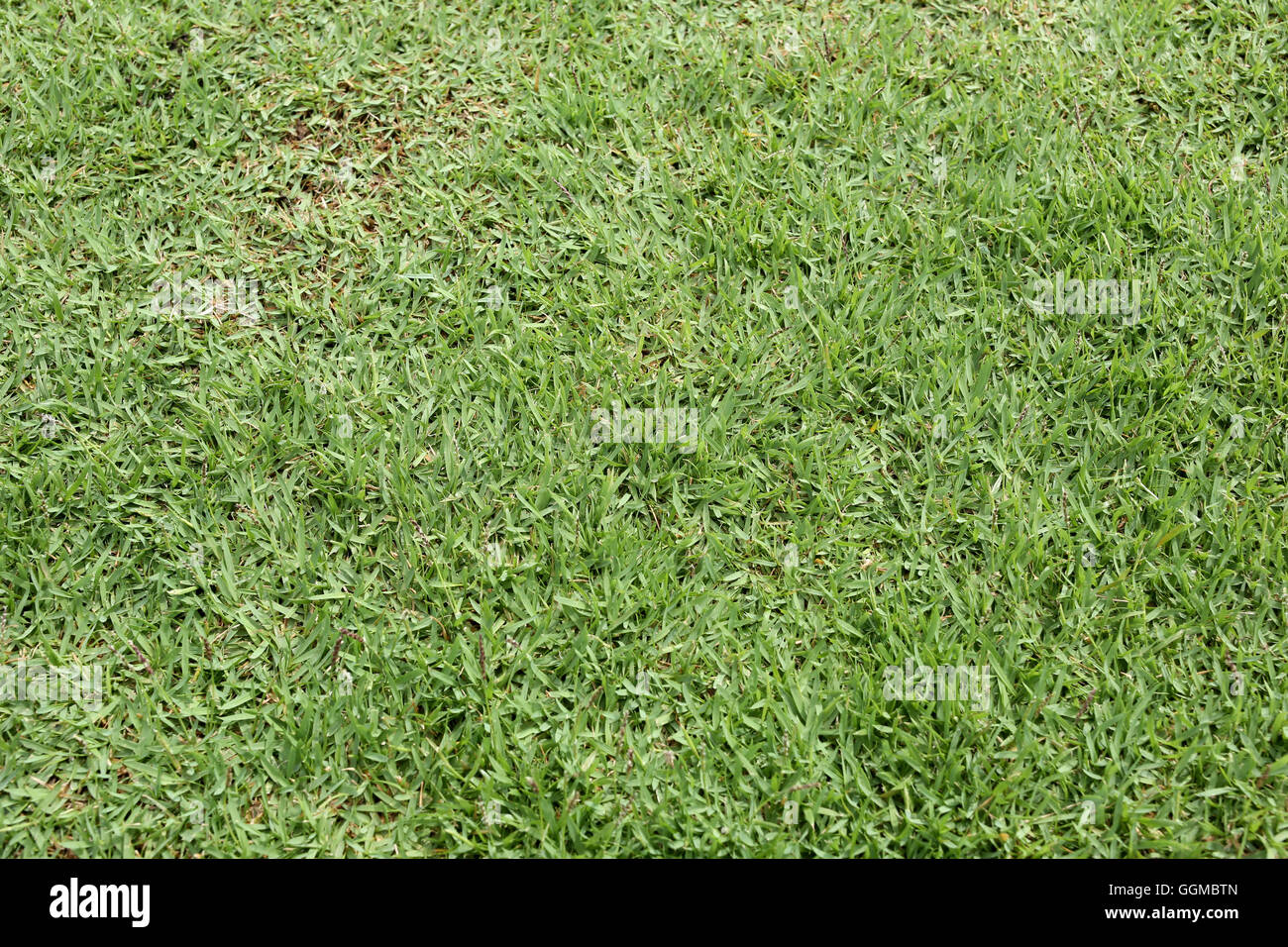 Erba verde di campo e la prospettiva di uno spazio di copia per multi-scopo e natura progettuale dello sfondo. Foto Stock