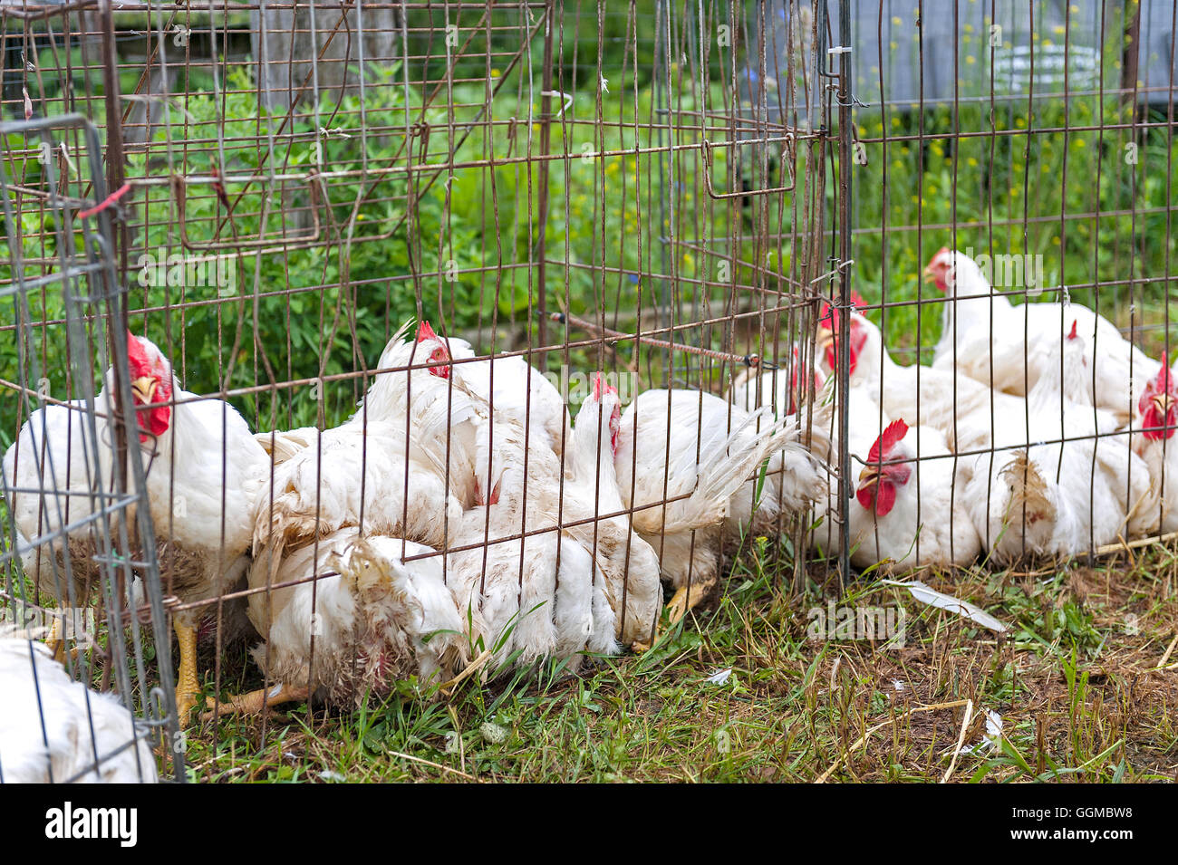 White galline ovaiole in gabbie di filo. Foto Stock