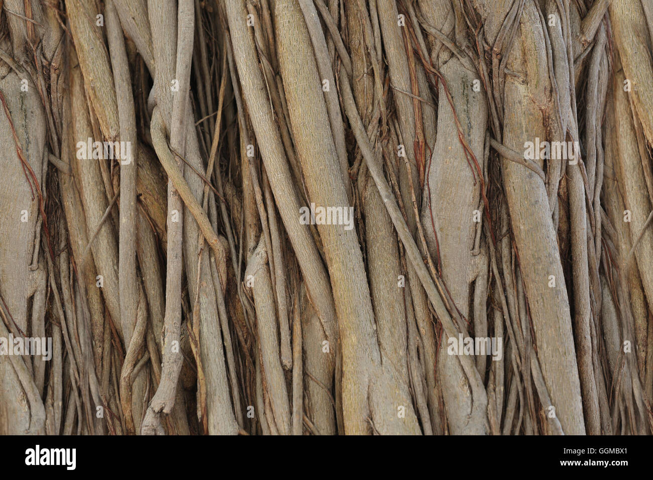 Radici o tronco del banyan tree in giardino per la natura dello sfondo. Foto Stock