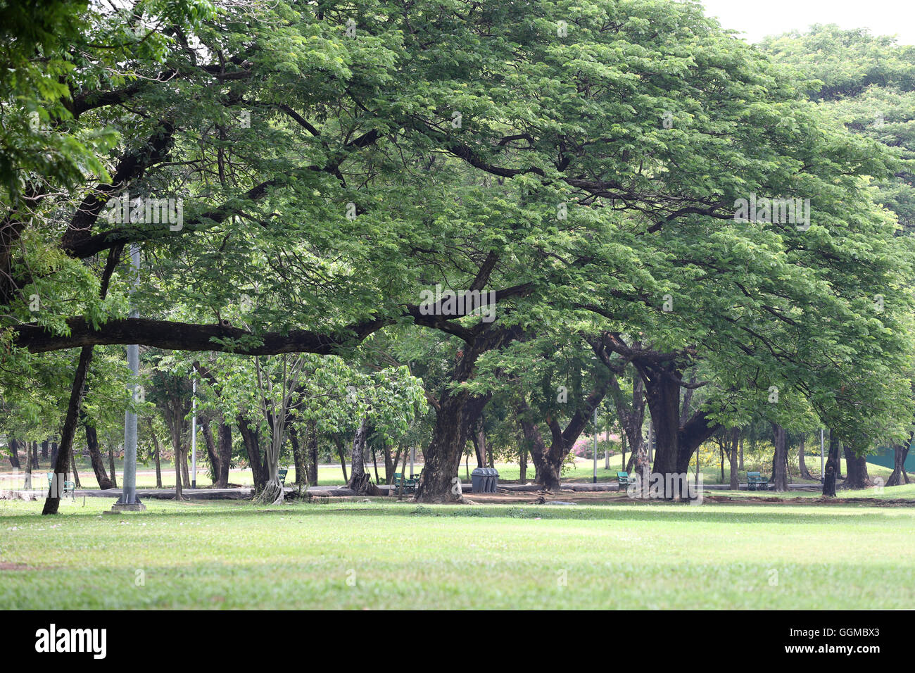 Parco pubblico con erba verde di campo e la prospettiva di uno spazio di copia per multi-scopo e natura progettuale dello sfondo. Foto Stock
