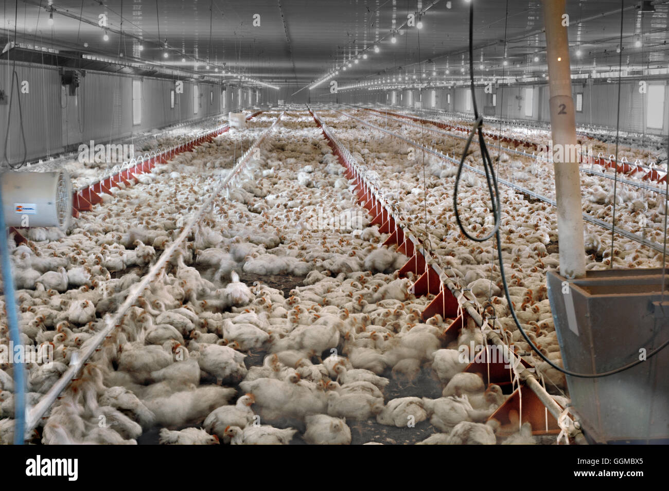 35 giorni di età ai polli da carne di pollo commerciale granaio Foto Stock