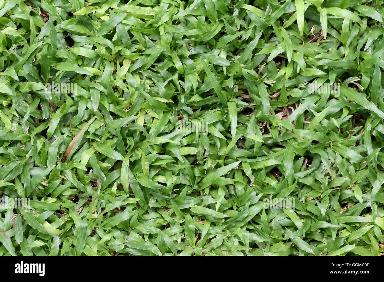 Erba verde di campo e la prospettiva di uno spazio di copia per multi-scopo e natura progettuale dello sfondo. Foto Stock