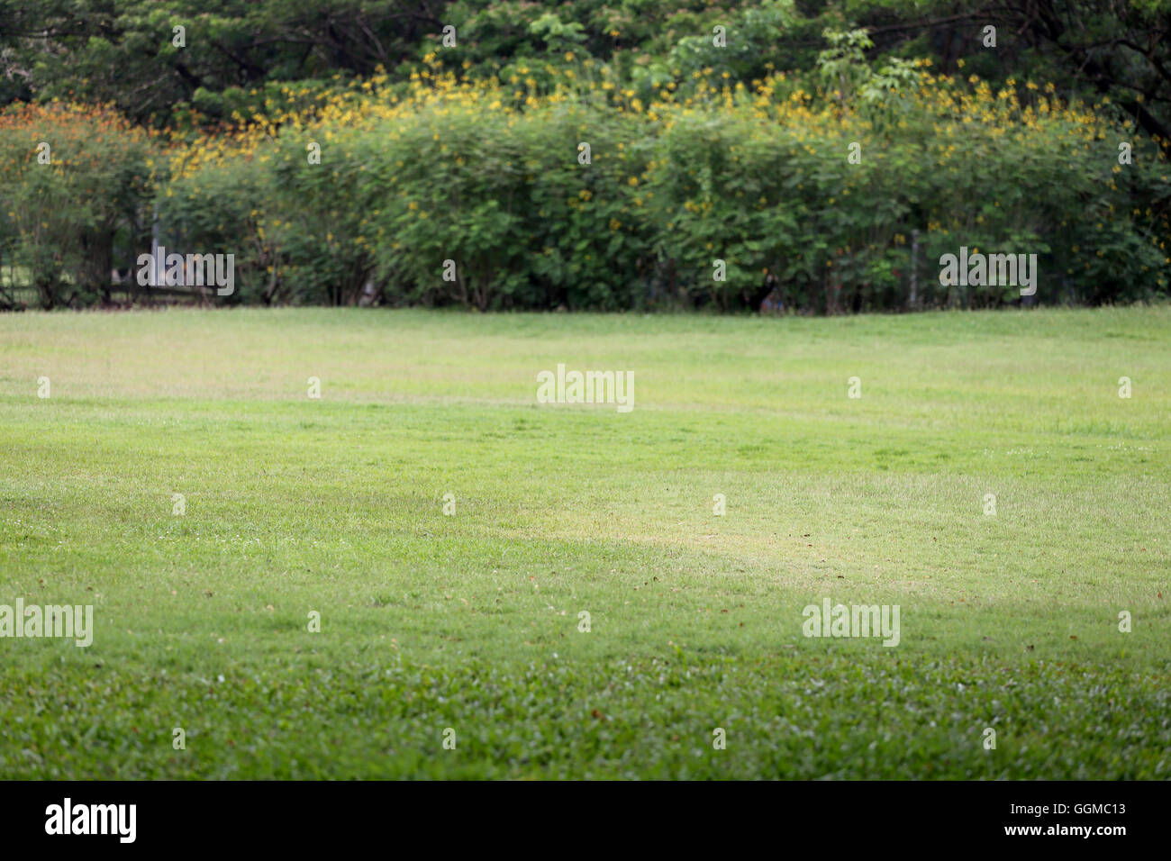 Parco pubblico con erba verde di campo e la prospettiva di uno spazio di copia per multi-scopo e natura progettuale dello sfondo. Foto Stock
