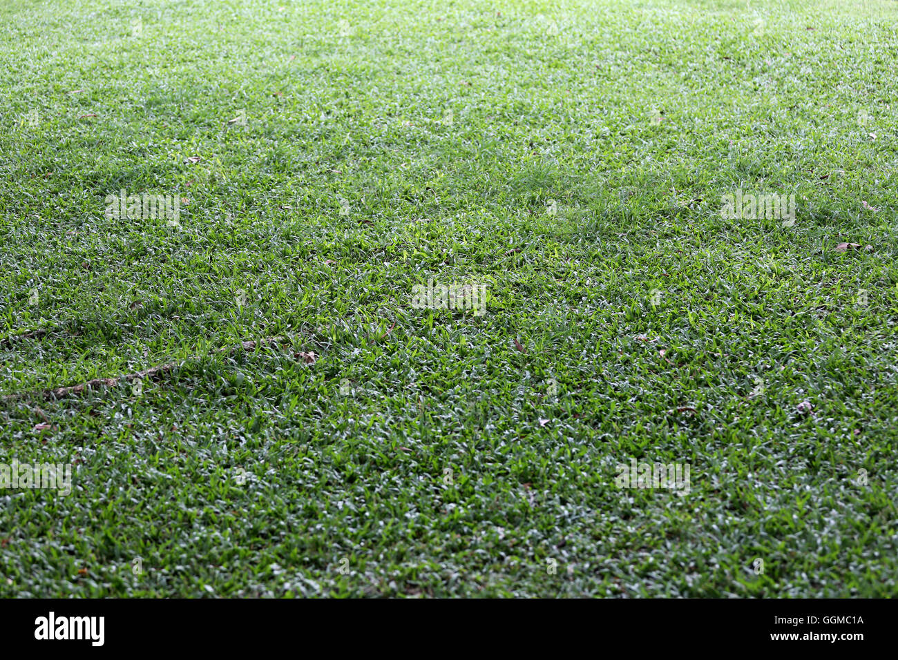 Erba verde di campo e la prospettiva di uno spazio di copia per multi-scopo e natura progettuale dello sfondo. Foto Stock