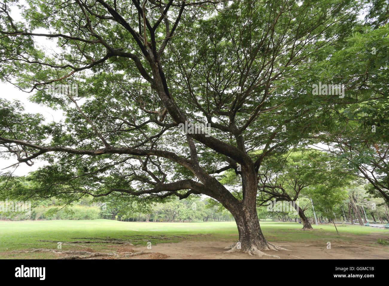 Parco pubblico con erba verde di campo e la prospettiva di uno spazio di copia per multi-scopo e natura progettuale dello sfondo. Foto Stock