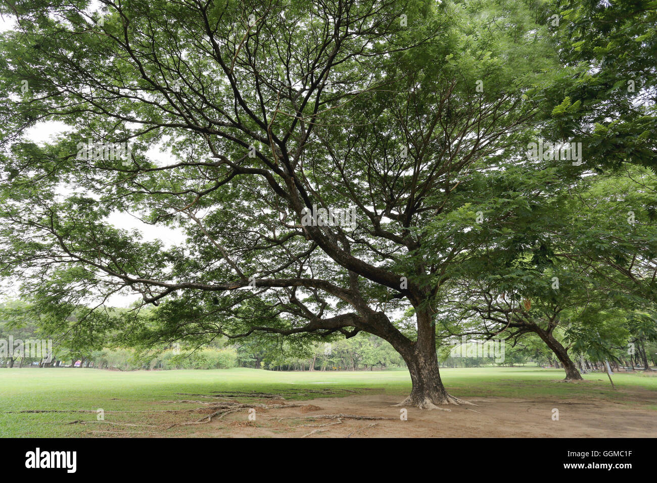 Parco pubblico con erba verde di campo e la prospettiva di uno spazio di copia per multi-scopo e natura progettuale dello sfondo. Foto Stock