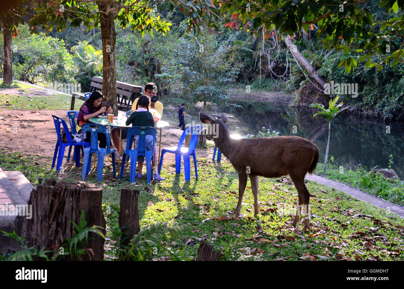 Nel Parco Nazionale di Khao Yai, centro della thailandia, tailandia Foto Stock