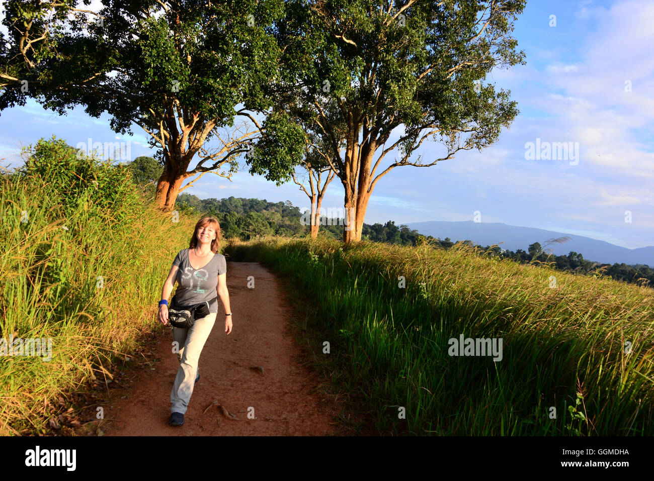 Sentiero Natura nel Parco Nazionale di Khao Yai, centro della thailandia, tailandia Foto Stock