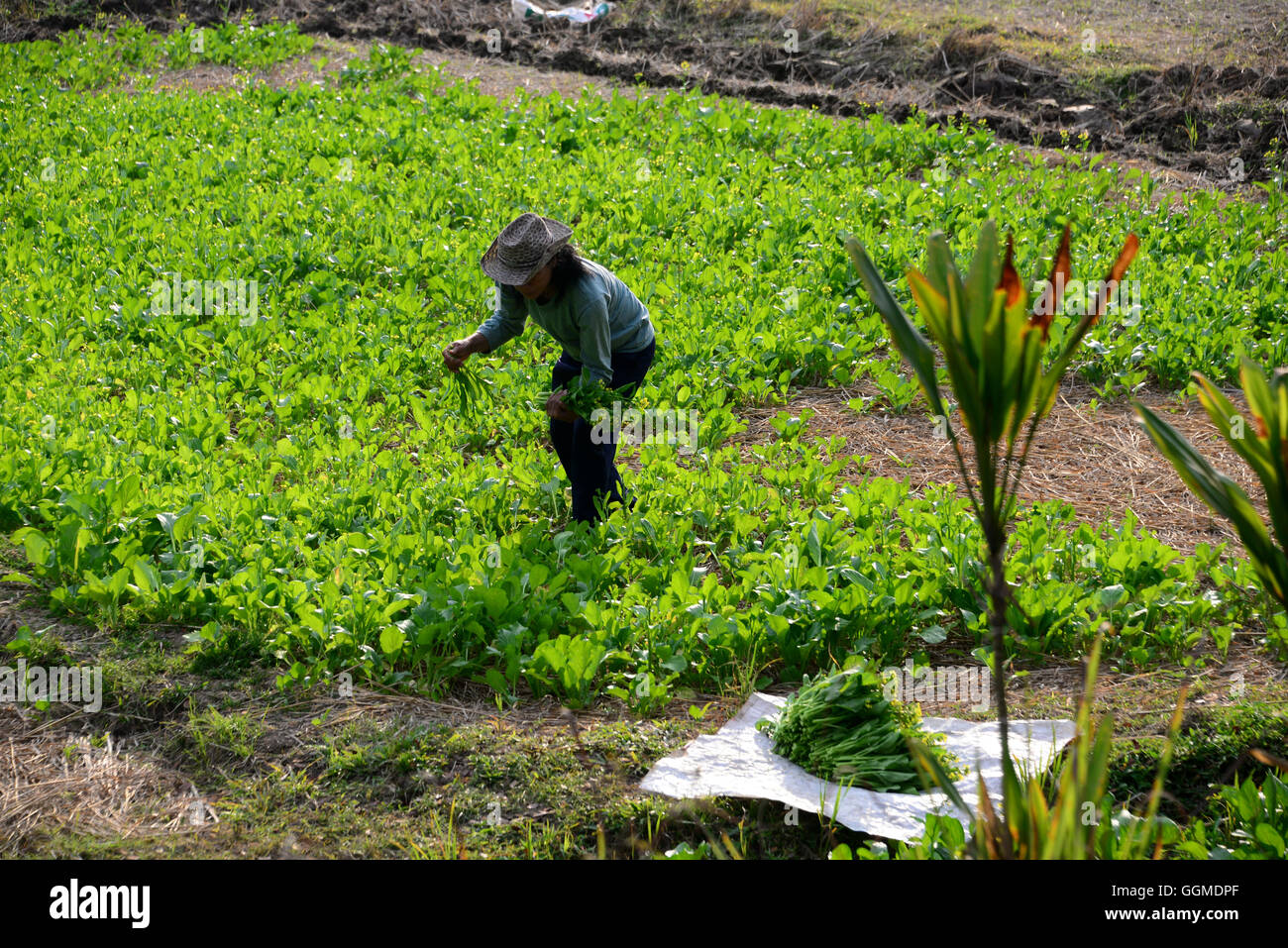 Il Contadino vicino a Chiang Rai, North-Thailand, Thailandia Foto Stock