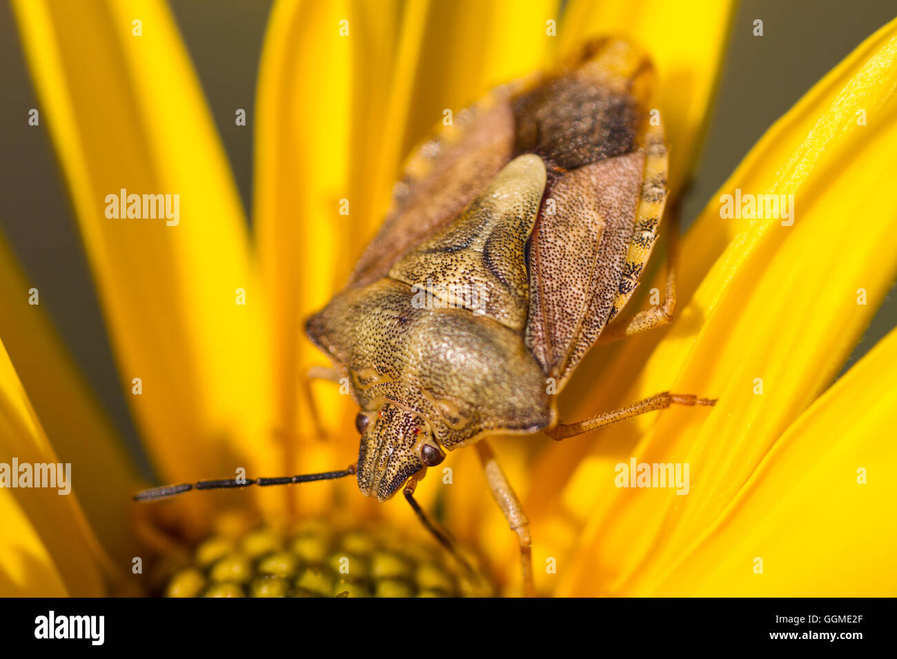 Forest bug su un fiore giallo Foto Stock