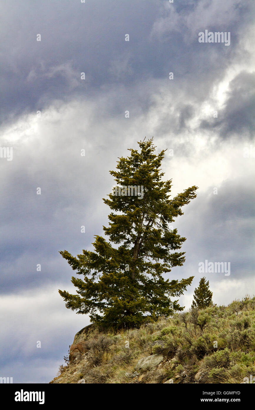 Albero sempreverde sorge sul pendio di montagna bordo lungo Beartooth Highway sul lago Giglio Campeggio Road vicino al Parco Nazionale di Yellowstone Foto Stock