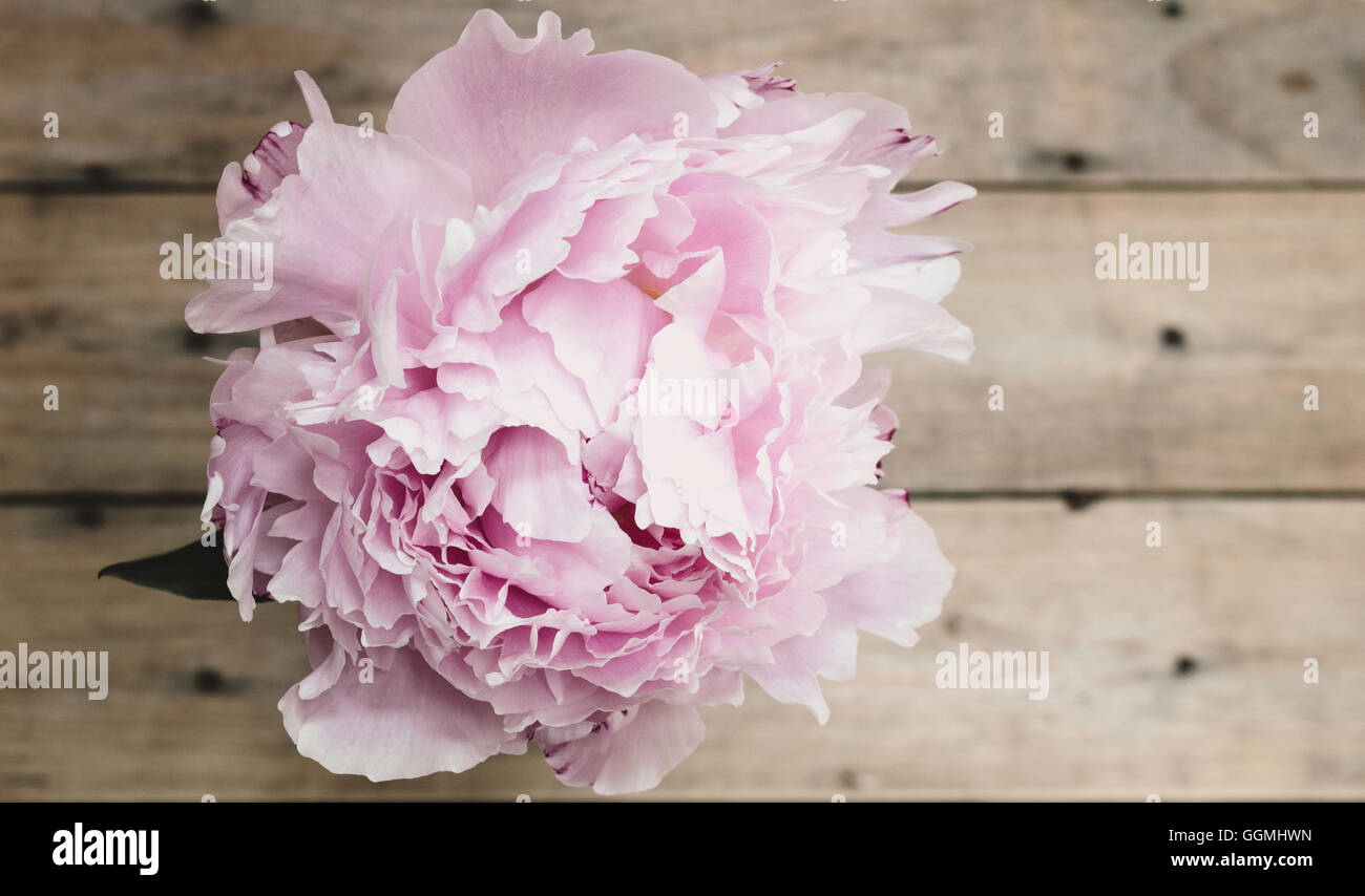 Rosa peonia su legno Foto Stock