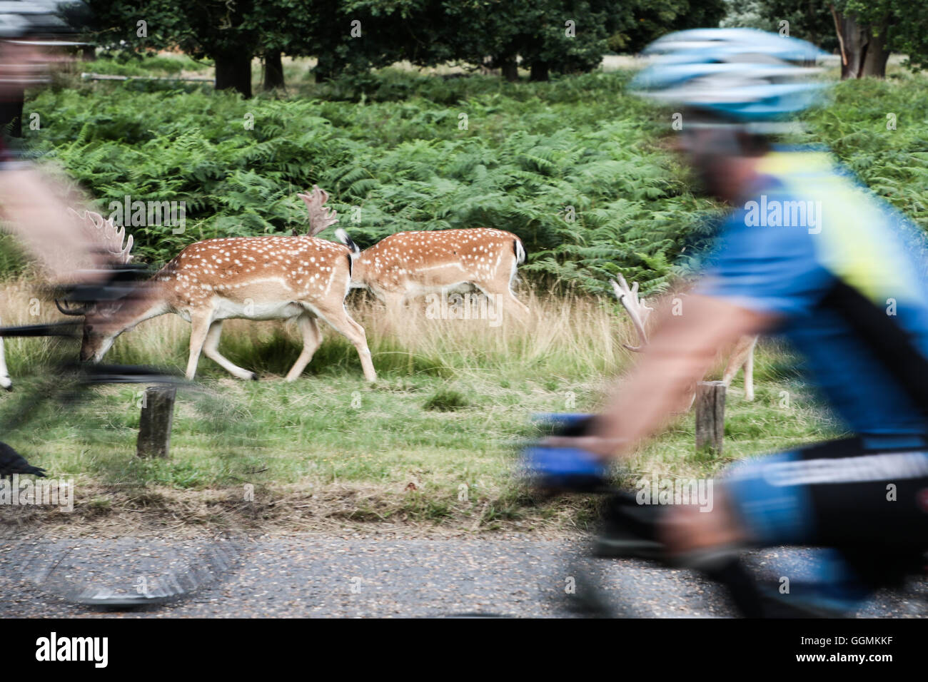 Cervi e i ciclisti in Richmond Park a Londra Foto Stock